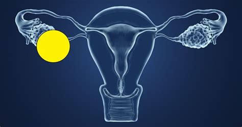 Llojet e vaginave  Cipa në hyrje të vaginës ose në terminologjinë mjekësore, hymeni, është emërtuar në bazë të zotit të martesës Hymenaeus (sipas mitologjisë greke)